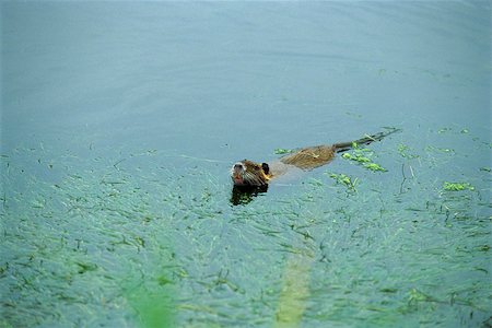 eco system - Coypu, head above water, swimming quickly across pond Stock Photo - Premium Royalty-Free, Code: 633-02645330