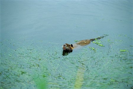 simsearch:633-02645323,k - Coypu, head above water, swimming quickly across pond Foto de stock - Sin royalties Premium, Código: 633-02645330