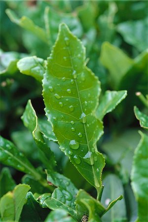 Laurier (Laurus nobilis), humide de rosée, gros plan Photographie de stock - Premium Libres de Droits, Code: 633-02645345