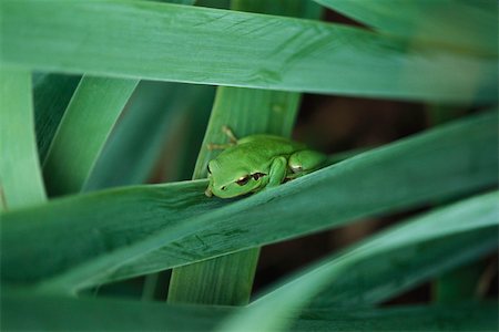 Méditerranée Tree Frog (Hyla meridionalis) Photographie de stock - Premium Libres de Droits, Code: 633-02645341