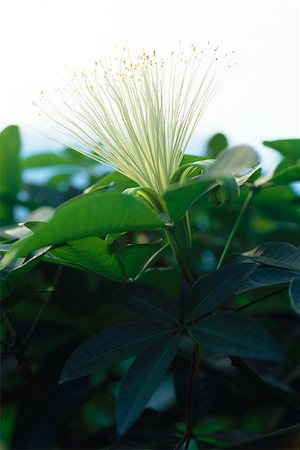 Caper flower (Capparis spinosa) Stock Photo - Premium Royalty-Free, Code: 633-02645343