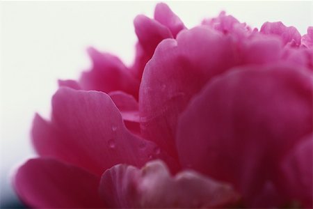 peonia - Peony flower petals, close-up Foto de stock - Sin royalties Premium, Código: 633-02645358