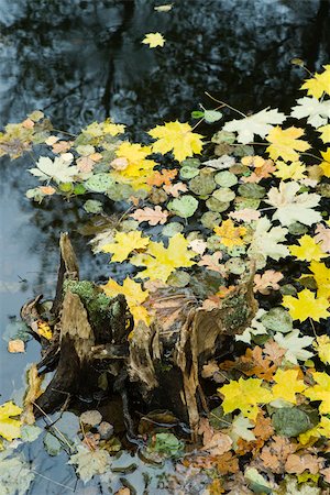 Autumn leaves floating on surface of pond Stock Photo - Premium Royalty-Free, Code: 633-02645368