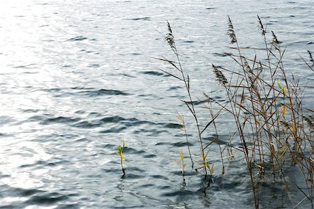 Reeds growing in lake Foto de stock - Sin royalties Premium, Código: 633-02645446