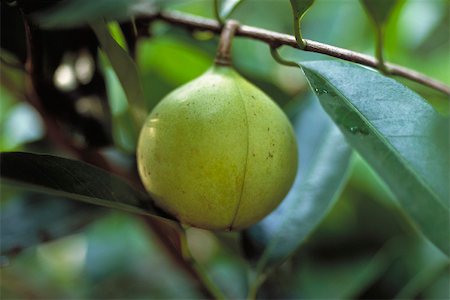 passiflora - Fruit de la passion qui poussent sur les arbres Photographie de stock - Premium Libres de Droits, Code: 633-02645494