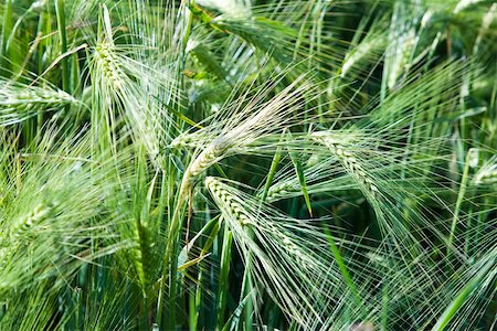 simsearch:633-02645263,k - Unripe wheat growing in field, close-up Foto de stock - Sin royalties Premium, Código: 633-02645516