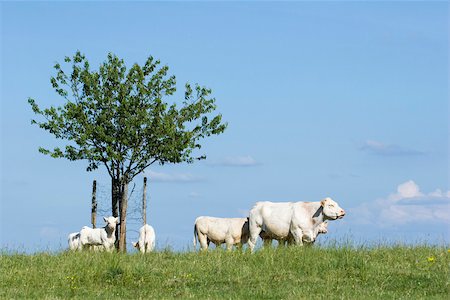 fil barbelé - Blancs bovins au pâturage Photographie de stock - Premium Libres de Droits, Code: 633-02645529