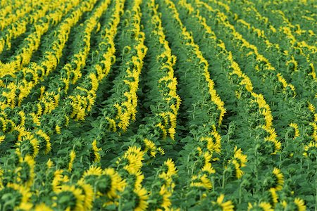 sunflowers field - Hélianthes poussant en terrain, plein cadre Photographie de stock - Premium Libres de Droits, Code: 633-02645530