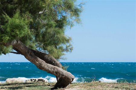 Twisted white pine tree growing on sea shore Fotografie stock - Premium Royalty-Free, Codice: 633-02645533