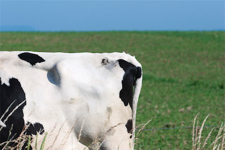 side view cows - Tail end of cow in pasture Stock Photo - Premium Royalty-Free, Code: 633-02645548