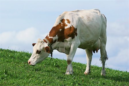 simsearch:633-01274748,k - Dairy cow grazing in pasture, close-up Foto de stock - Sin royalties Premium, Código: 633-02645543