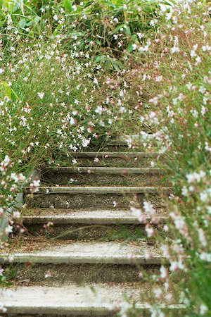 Whirling Butterflies (Gaura lindheimeri) Foto de stock - Sin royalties Premium, Código: 633-02691252