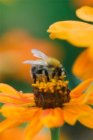 pollination - Bee gathering pollen on zinnia Foto de stock - Sin royalties Premium, Código: 633-02691278