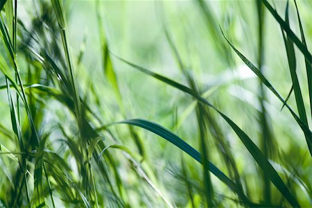 fullframe - Grass, close-up Stock Photo - Premium Royalty-Free, Code: 633-02691366