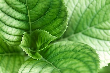 errante - Hydrangea leaves, extreme close-up Stock Photo - Premium Royalty-Free, Code: 633-02691369