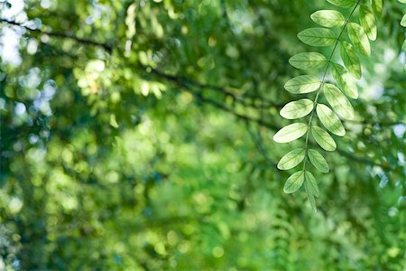 simsearch:633-01715136,k - Sunlight shining through foliage, focus on branch in foreground Fotografie stock - Premium Royalty-Free, Codice: 633-02691378