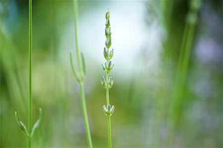 simsearch:633-02417597,k - Lavender in bud, close-up Stock Photo - Premium Royalty-Free, Code: 633-02691389