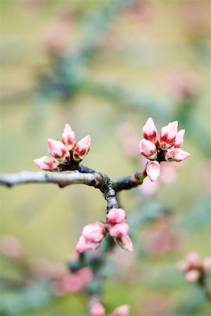 erneuern - Pink buds on cherry tree, close-up Foto de stock - Sin royalties Premium, Código: 633-02691383