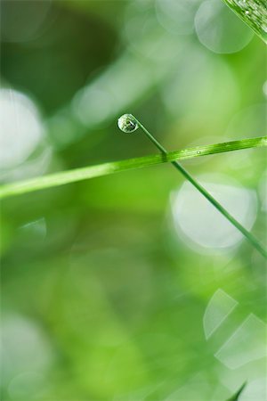 simsearch:633-01714491,k - Single dew drop on blade of grass Stock Photo - Premium Royalty-Free, Code: 633-02691397