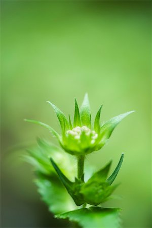 erneuern - Scabiosa flower bud and sepals Foto de stock - Sin royalties Premium, Código: 633-02691398