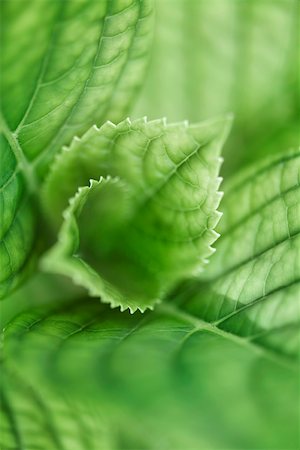 simsearch:696-03397574,k - Hydrangea leaves, extreme close-up Stock Photo - Premium Royalty-Free, Code: 633-02691405