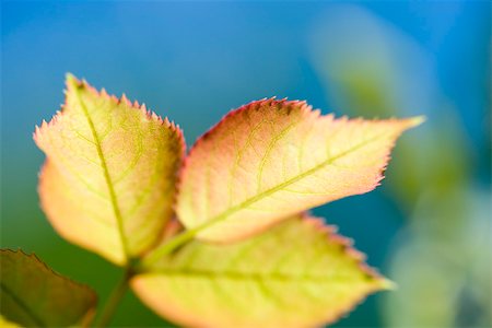 serrated - Fall cherry tree leaves, close-up Stock Photo - Premium Royalty-Free, Code: 633-02691408