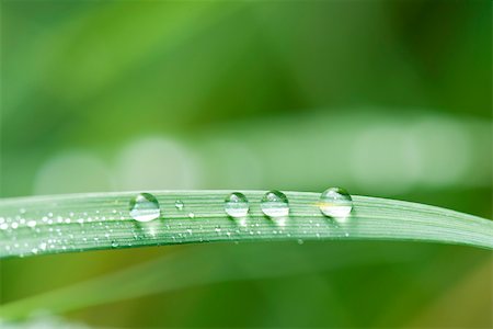 Dew drops on blade of grass Foto de stock - Sin royalties Premium, Código: 633-02691418