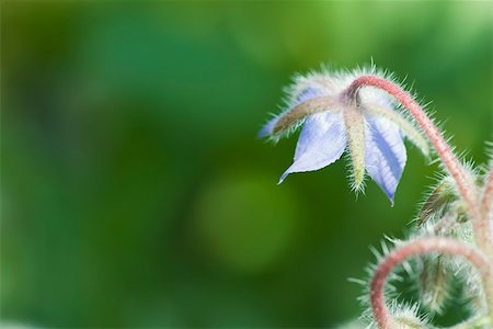 Borage (Borago) Foto de stock - Sin royalties Premium, Código: 633-02691426