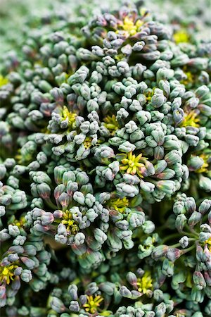 simsearch:633-02885620,k - Broccoli florets, extreme close-up Stock Photo - Premium Royalty-Free, Code: 633-02885578