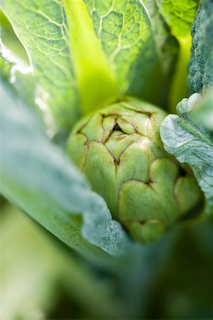 simsearch:633-02885590,k - Young artichoke, extreme close-up Stock Photo - Premium Royalty-Free, Code: 633-02885588