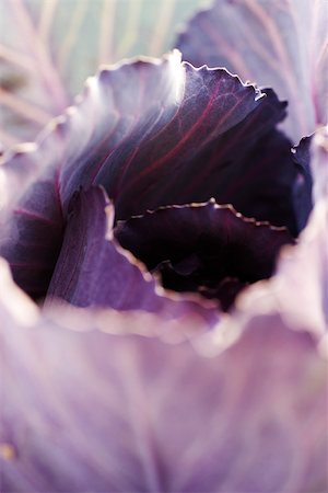 purple background - Purple cabbage, extreme close-up Stock Photo - Premium Royalty-Free, Code: 633-02885581