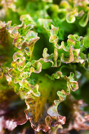 simsearch:633-02885623,k - Batavia lettuce, extreme close-up Stock Photo - Premium Royalty-Free, Code: 633-02885582