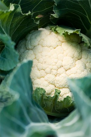 simsearch:633-02885662,k - Cauliflower growing, close-up Foto de stock - Sin royalties Premium, Código: 633-02885599