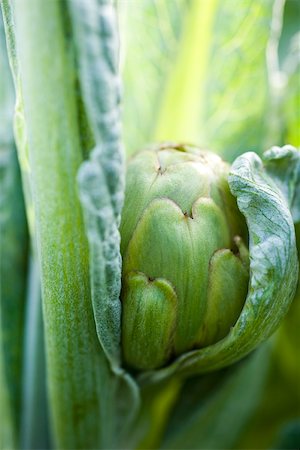 simsearch:633-02885662,k - Young artichoke growing, close-up Foto de stock - Sin royalties Premium, Código: 633-02885593