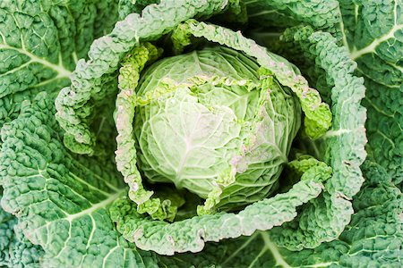 simsearch:633-02885660,k - Savoy cabbage, close-up Stock Photo - Premium Royalty-Free, Code: 633-02885604