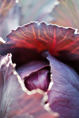 fullframe - Red cabbage, extreme close-up Stock Photo - Premium Royalty-Free, Code: 633-02885606