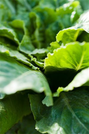succory - Chicory growing, close-up Stock Photo - Premium Royalty-Free, Code: 633-02885609