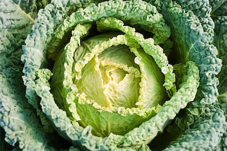 savoy cabbage - Savoy cabbage, close-up Stock Photo - Premium Royalty-Free, Code: 633-02885600