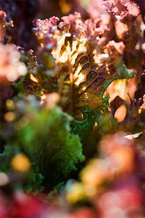 simsearch:633-02885590,k - Batavia lettuce, extreme close-up Stock Photo - Premium Royalty-Free, Code: 633-02885615