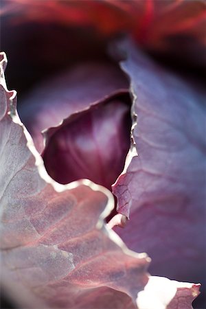 simsearch:633-02885660,k - Red cabbage, extreme close-up Stock Photo - Premium Royalty-Free, Code: 633-02885612