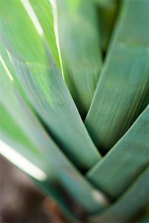 simsearch:633-02885623,k - Leeks, extreme close-up Stock Photo - Premium Royalty-Free, Code: 633-02885621