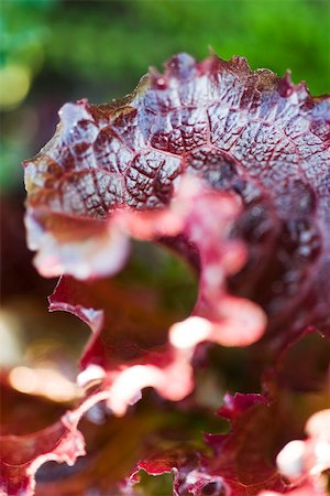 simsearch:633-02885590,k - Merlot lettuce, extreme close-up Stock Photo - Premium Royalty-Free, Code: 633-02885645