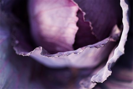 purple leaves - Purple cabbage, extreme close-up Stock Photo - Premium Royalty-Free, Code: 633-02885641