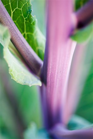 simsearch:633-02885590,k - Cabbage stalks, extreme close-up Stock Photo - Premium Royalty-Free, Code: 633-02885657