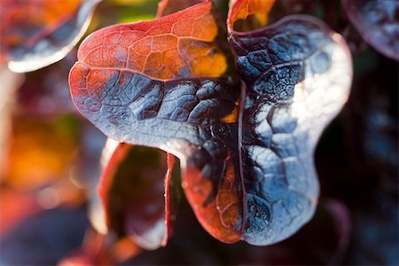 fullframe - Merlot lettuce, extreme close-up Stock Photo - Premium Royalty-Free, Code: 633-02885666