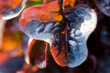 simsearch:633-02885590,k - Merlot lettuce, extreme close-up Stock Photo - Premium Royalty-Free, Code: 633-02885666