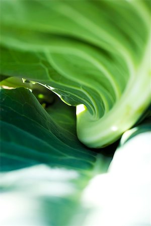 fullframe - Underside of cauliflower leaf, extreme close-up Stock Photo - Premium Royalty-Free, Code: 633-02885660