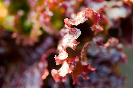 simsearch:633-02885657,k - Merlot lettuce, extreme close-up Stock Photo - Premium Royalty-Free, Code: 633-02885661