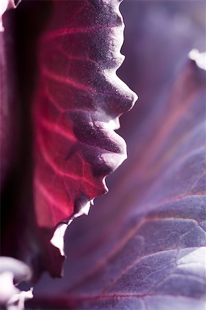 fullframe - Red cabbage, extreme close-up Stock Photo - Premium Royalty-Free, Code: 633-02885670