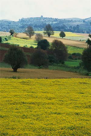 rolling hills panoramic - Picardy, France, landscape with fields of crops and rolling hills Stock Photo - Premium Royalty-Free, Code: 633-03194612